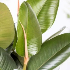 Gummibaum 'Robusta', Topf-Ø 27 Cm, Höhe Ca. 90 Cm 9 Gummibaum 'Robusta', Topf-Ø 27 Cm, Höhe Ca. 90 Cm -Bio Pflanzen Verkauf 0220750774 Ficus elastica Robusta1