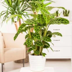 Calathea Zebrina, Topf-Ø 14 Cm, Höhe Ca. 35-45 Cm -Bio Pflanzen Verkauf 0220800169 Calathea zebrina1