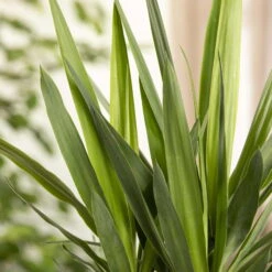 Palmlilie, Topf-Ø 17 Cm, Höhe Ca. 60-80 Cm -Bio Pflanzen Verkauf 0220850134 Yucca auf Stamm verzweigt1