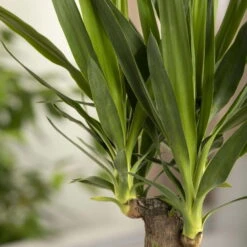 Palmlilie, Topf-Ø 17 Cm, Höhe Ca. 60-80 Cm -Bio Pflanzen Verkauf 0220850207 Yucca eleph Yucca 3er Tuff1