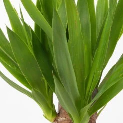 Palmlilie In Keramiktopf Dallas, Topf-Ø 11/12cm, Höhe Ca. 40-45cm -Bio Pflanzen Verkauf 0220850245 Yucca elephantipes Topf Dallas weiss 4