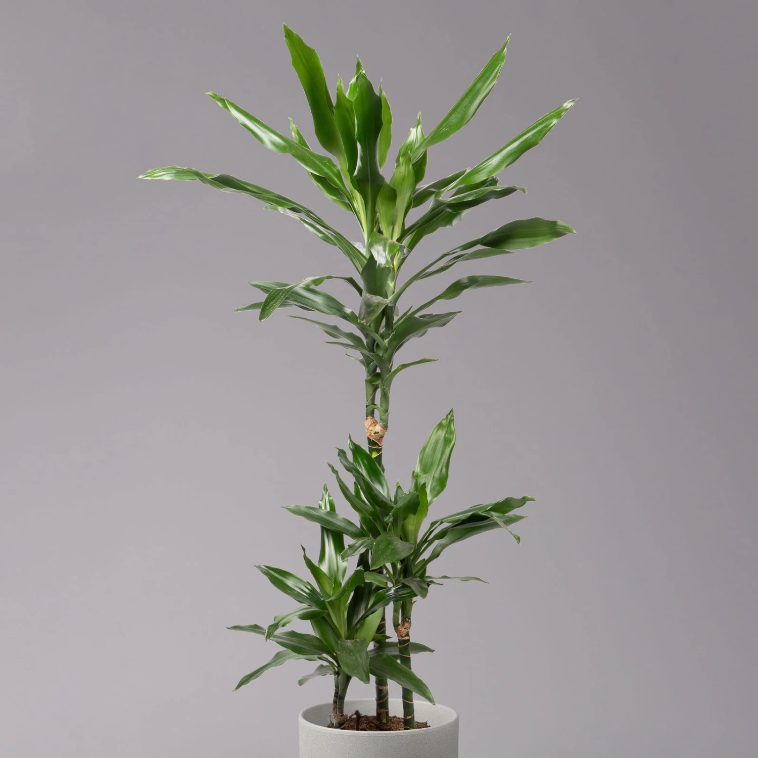 Duftender Drachenbaum 'Janet Lind', Topf-Ø 21 Cm, Höhe Ca. 120 Cm 2 Duftender Drachenbaum 'Janet Lind', Topf-Ø 21 Cm, Höhe Ca. 120 Cm – Bild 2