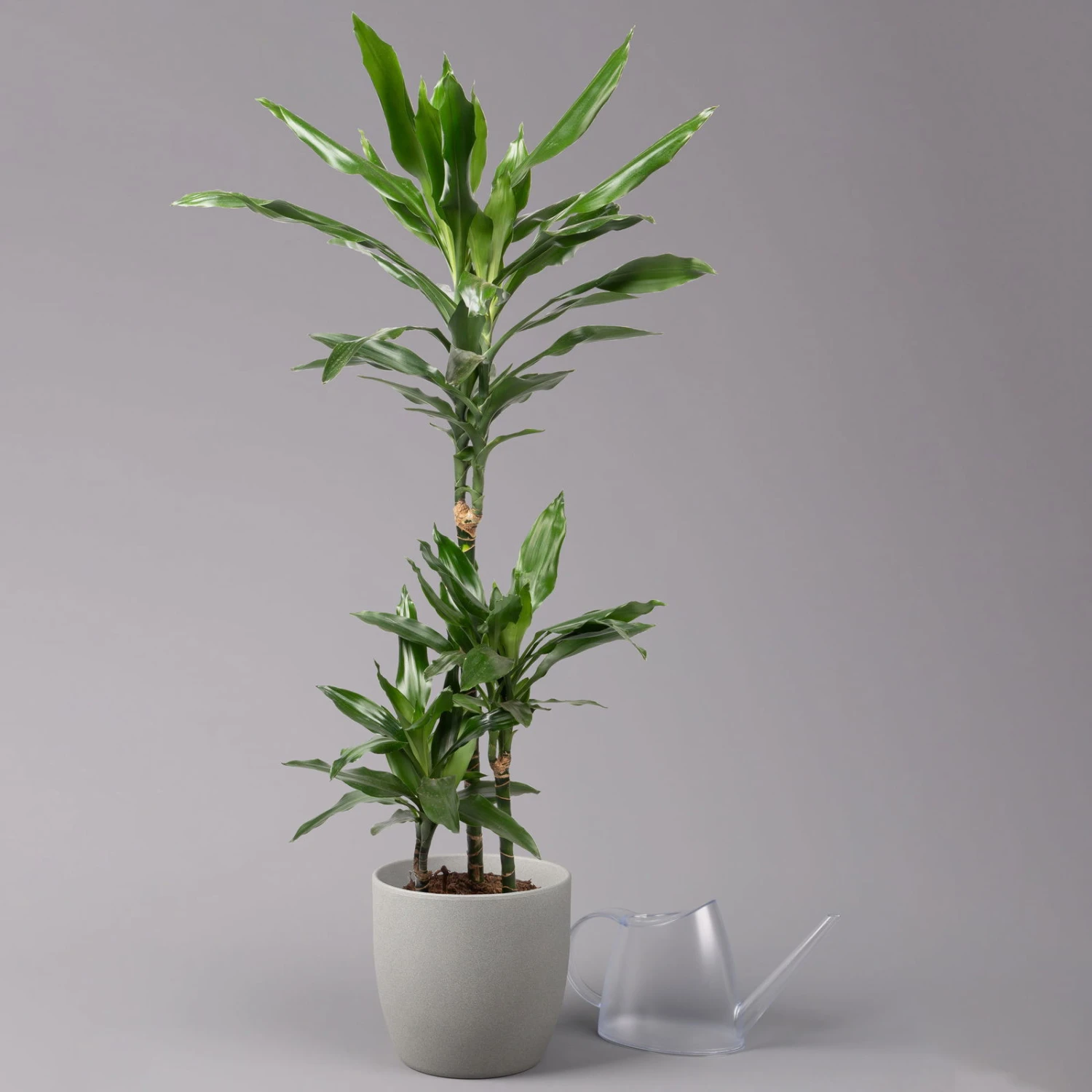 Duftender Drachenbaum 'Janet Lind', Topf-Ø 21 Cm, Höhe Ca. 120 Cm 3 Duftender Drachenbaum 'Janet Lind', Topf-Ø 21 Cm, Höhe Ca. 120 Cm – Bild 3