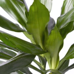 Duftender Drachenbaum 'Janet Lind', Topf-Ø 21 Cm, Höhe Ca. 120 Cm 9 Duftender Drachenbaum 'Janet Lind', Topf-Ø 21 Cm, Höhe Ca. 120 Cm -Bio Pflanzen Verkauf 0221300034 Dracaena fragr Janet Lind Tuff 21cm 4