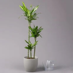 Duftender Drachenbaum 'Cintho', Topf-Ø 24 Cm, Höhe Ca. 150 Cm -Bio Pflanzen Verkauf 0221400008 Dracaena frag Cintho 24cm 3