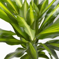 Duftender Drachenbaum 'Cintho', Topf-Ø 24 Cm, Höhe Ca. 150 Cm -Bio Pflanzen Verkauf 0221400008 Dracaena frag Cintho 24cm 4