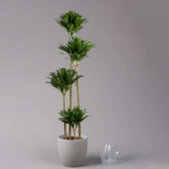 Duftender Drachenbaum 'Compacta', Topf-Ø 27 Cm, Höhe Ca. 160 Cm -Bio Pflanzen Verkauf 0221500001 Dracaena fr compacta Tuff 27cm 3