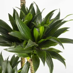 Duftender Drachenbaum 'Compacta', Topf-Ø 27 Cm, Höhe Ca. 160 Cm -Bio Pflanzen Verkauf 0221500001 Dracaena fr compacta Tuff 27cm 4