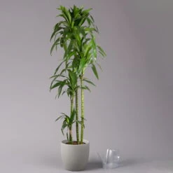 Duftender Drachenbaum 'Janet Craig', Topf-Ø 24 Cm, Höhe Ca. 180 Cm -Bio Pflanzen Verkauf 0221500024 Dracaena frag Janet Craig Lisa 27 cm 3