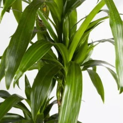 Duftender Drachenbaum 'Janet Craig', Topf-Ø 24 Cm, Höhe Ca. 180 Cm -Bio Pflanzen Verkauf 0221500024 Dracaena frag Janet Craig Lisa 27 cm 4