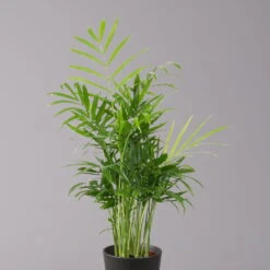 Bergpalme Mit Keramiktopf Anthrazit, Topf-Ø 12 Cm, Höhe Ca. 30 Cm, 3er-Set -Bio Pflanzen Verkauf 0222100021 Chamaedorea eleg Dallas anthrazit 2