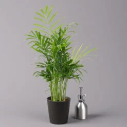 Bergpalme Mit Keramiktopf Anthrazit, Topf-Ø 12 Cm, Höhe Ca. 30 Cm, 3er-Set -Bio Pflanzen Verkauf 0222100021 Chamaedorea eleg Dallas anthrazit 3