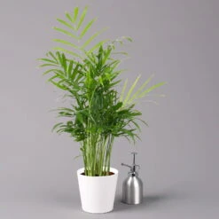 Bergpalme Mit Keramiktopf Dallas Weiß, Topf-Ø 12 Cm, Höhe Ca. 30 Cm, 2er-Set -Bio Pflanzen Verkauf 0222100027 Chamaedorea elegans Dallas weiss 3