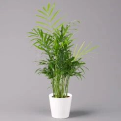 Bergpalme Mit Keramiktopf Dallas Weiß, Topf-Ø 12 Cm, Höhe Ca. 30 Cm