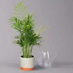 Bergpalme In Keramiktopf Lauren Grün, Topf-Ø 12 Cm, Höhe Ca. 40 Cm -Bio Pflanzen Verkauf 0222100036 Chamaedorea eleg in Topf Lauren gruen 3