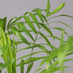 Bergpalme Mit Keramiktopf Bergamo Grün, Topf-Ø 12 Cm, Höhe Ca. 40 Cm -Bio Pflanzen Verkauf 0222100038 Chamaedorea eleg in Uebertopf Bergamo gruen 4