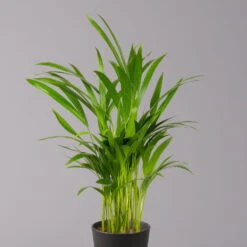 Goldfruchtpalme In Keramiktopf Anthrazit, Topf-Ø 13 Cm, H: Ca. 20-30 Cm, 2er-Set -Bio Pflanzen Verkauf 0222200035 Dypsis lutes Dallas anthrazit 3er Set 2