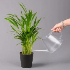 Goldfruchtpalme In Keramiktopf Anthrazit, Topf-Ø 13 Cm, H: Ca. 20-30 Cm, 2er-Set -Bio Pflanzen Verkauf 0222200035 Dypsis lutes Dallas anthrazit 3er Set 3