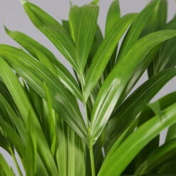 Goldfruchtpalme In Keramiktopf Anthrazit, Topf-Ø 13 Cm, H: Ca. 20-30 Cm, 2er-Set -Bio Pflanzen Verkauf 0222200035 Dypsis lutes Dallas anthrazit 3er Set 4