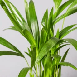 Goldfruchtpalme, Topf-Ø 13 Cm, Höhe Ca. 20-30 Cm, 3er-Set 11 Goldfruchtpalme, Topf-Ø 13 Cm, Höhe Ca. 20-30 Cm, 3er-Set -Bio Pflanzen Verkauf 0222200036 Dypsis lutescens Areca T13 3er Set 13cmT H55cm2