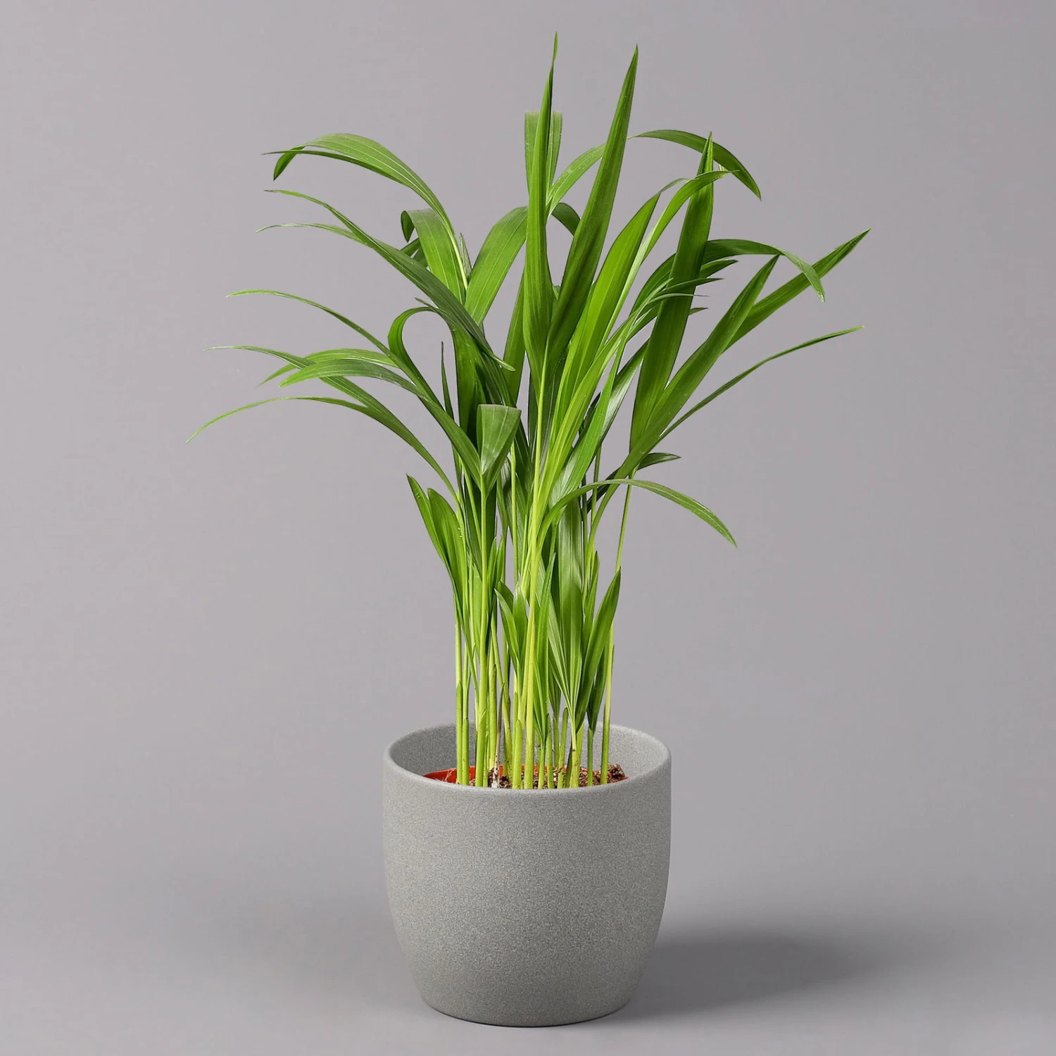 Goldfruchtpalme, Topf-Ø 13 Cm, Höhe Ca. 20-30 Cm, 3er-Set 2 Goldfruchtpalme, Topf-Ø 13 Cm, Höhe Ca. 20-30 Cm, 3er-Set – Bild 2