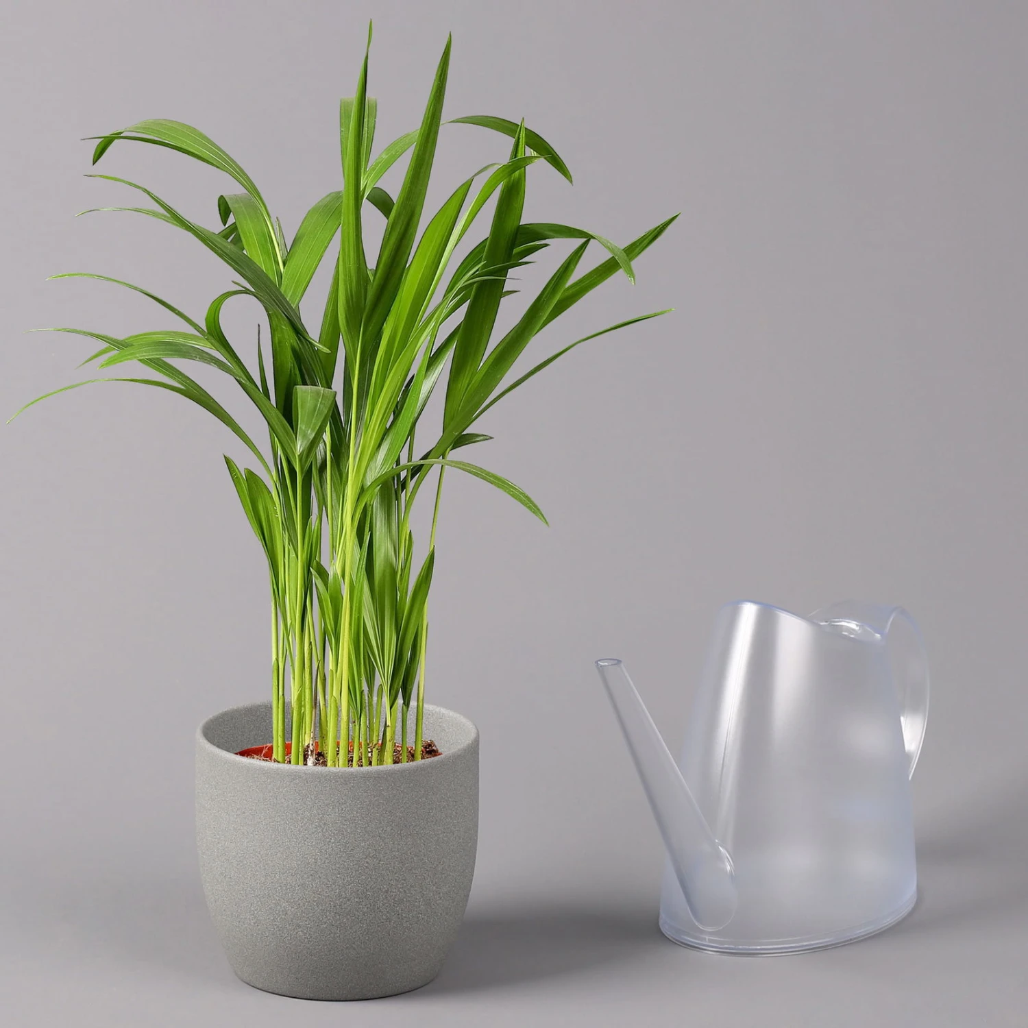 Goldfruchtpalme, Topf-Ø 13 Cm, Höhe Ca. 20-30 Cm, 3er-Set 4 Goldfruchtpalme, Topf-Ø 13 Cm, Höhe Ca. 20-30 Cm, 3er-Set – Bild 4