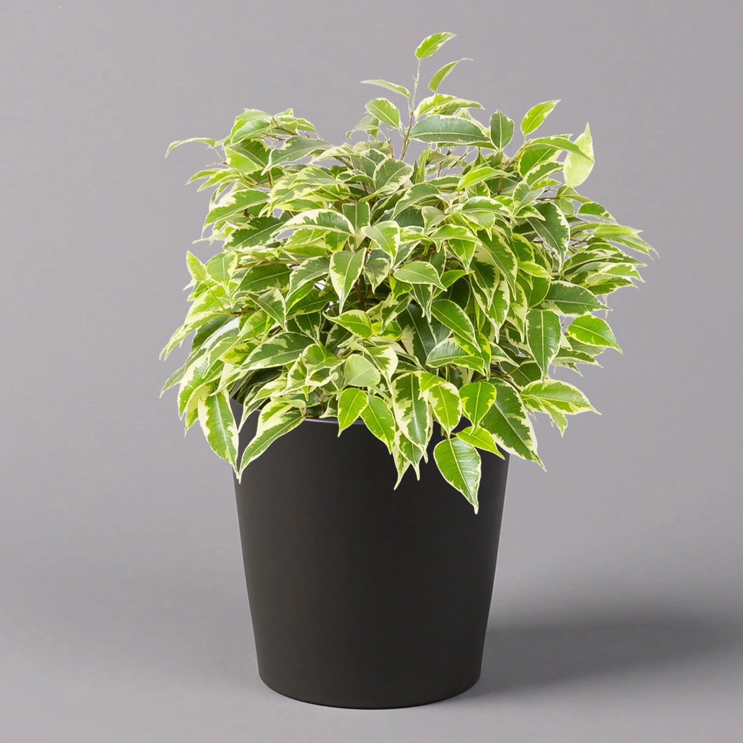 Birkenfeige 'Kinky' In Keramiktopf Dallas Anthrazit, Topf-Ø 12 Cm 1 Birkenfeige 'Kinky' In Keramiktopf Dallas Anthrazit, Topf-Ø 12 Cm