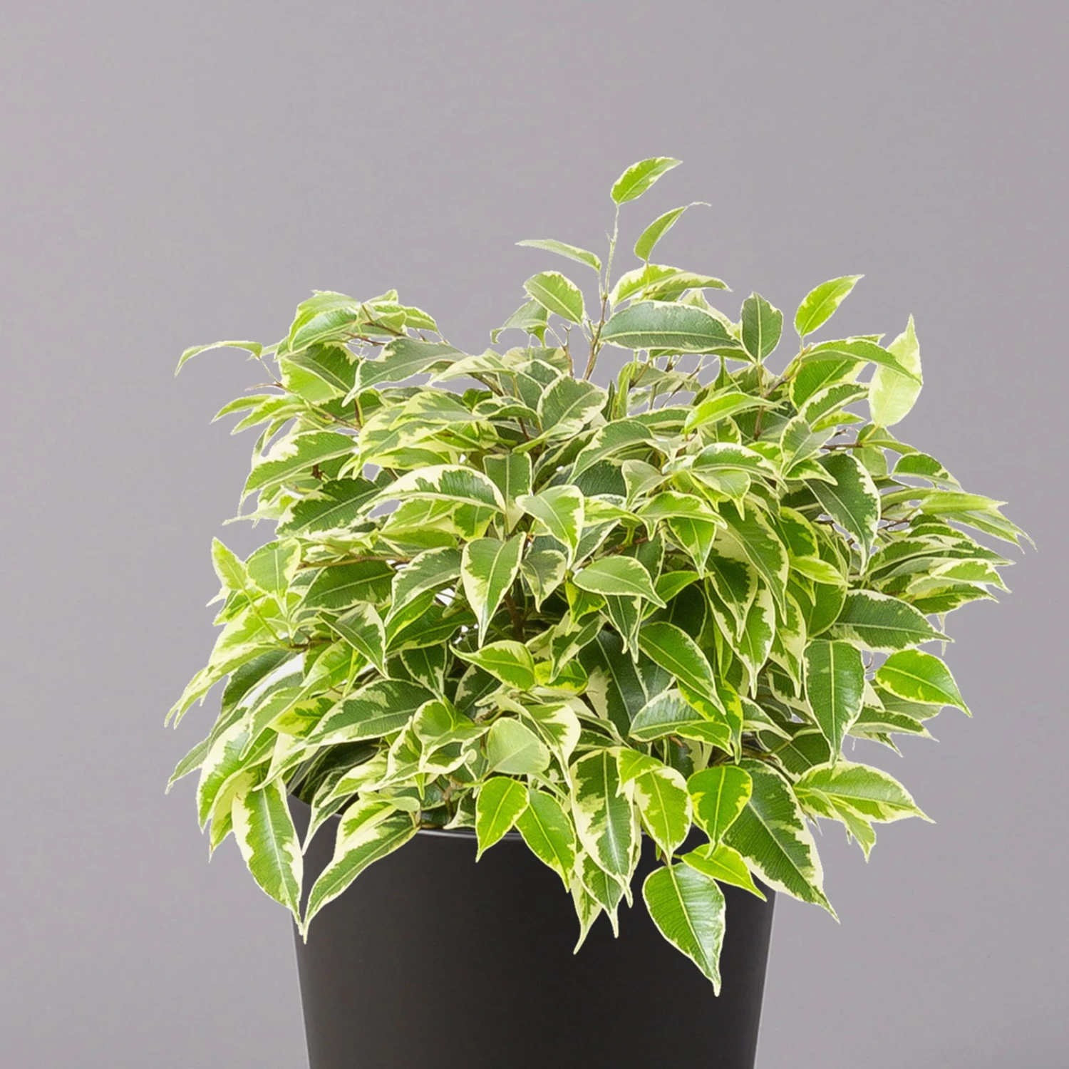 Birkenfeige 'Kinky' In Keramiktopf Dallas Anthrazit, Topf-Ø 12 Cm 2 Birkenfeige 'Kinky' In Keramiktopf Dallas Anthrazit, Topf-Ø 12 Cm – Bild 2