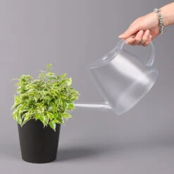 Birkenfeige 'Kinky' In Keramiktopf Dallas Anthrazit, Topf-Ø 12 Cm 9 Birkenfeige 'Kinky' In Keramiktopf Dallas Anthrazit, Topf-Ø 12 Cm -Bio Pflanzen Verkauf 0223100071 Ficus benj Kinky Dallas anthrazit 32