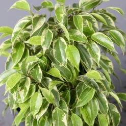 Birkenfeige 'Kinky' In Keramiktopf Dallas Anthrazit, Topf-Ø 12 Cm 10 Birkenfeige 'Kinky' In Keramiktopf Dallas Anthrazit, Topf-Ø 12 Cm -Bio Pflanzen Verkauf 0223100071 Ficus benj Kinky Dallas anthrazit 42