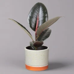 Gummibaum 'Robusta' In Keramiktopf Lauren Grün, Topf-Ø 12 Cm, Höhe Ca. 40 Cm