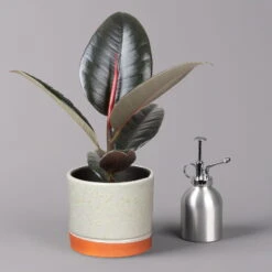 Gummibaum 'Robusta' In Keramiktopf Lauren Grün, Topf-Ø 12 Cm, Höhe Ca. 40 Cm -Bio Pflanzen Verkauf 0223200094 Ficus el Robusta in Uebertopf Lauren gruen 3