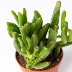 Sukkulenten Im Dekotopf 'Glazed Pink', Verschiedene Arten, Topf-Ø 6 Cm, 3er-Set 19 Sukkulenten Im Dekotopf 'Glazed Pink', Verschiedene Arten, Topf-Ø 6 Cm, 3er-Set -Bio Pflanzen Verkauf 0225200733 Sukkulenten Set in Topf Scandic terrac 3er Set 10