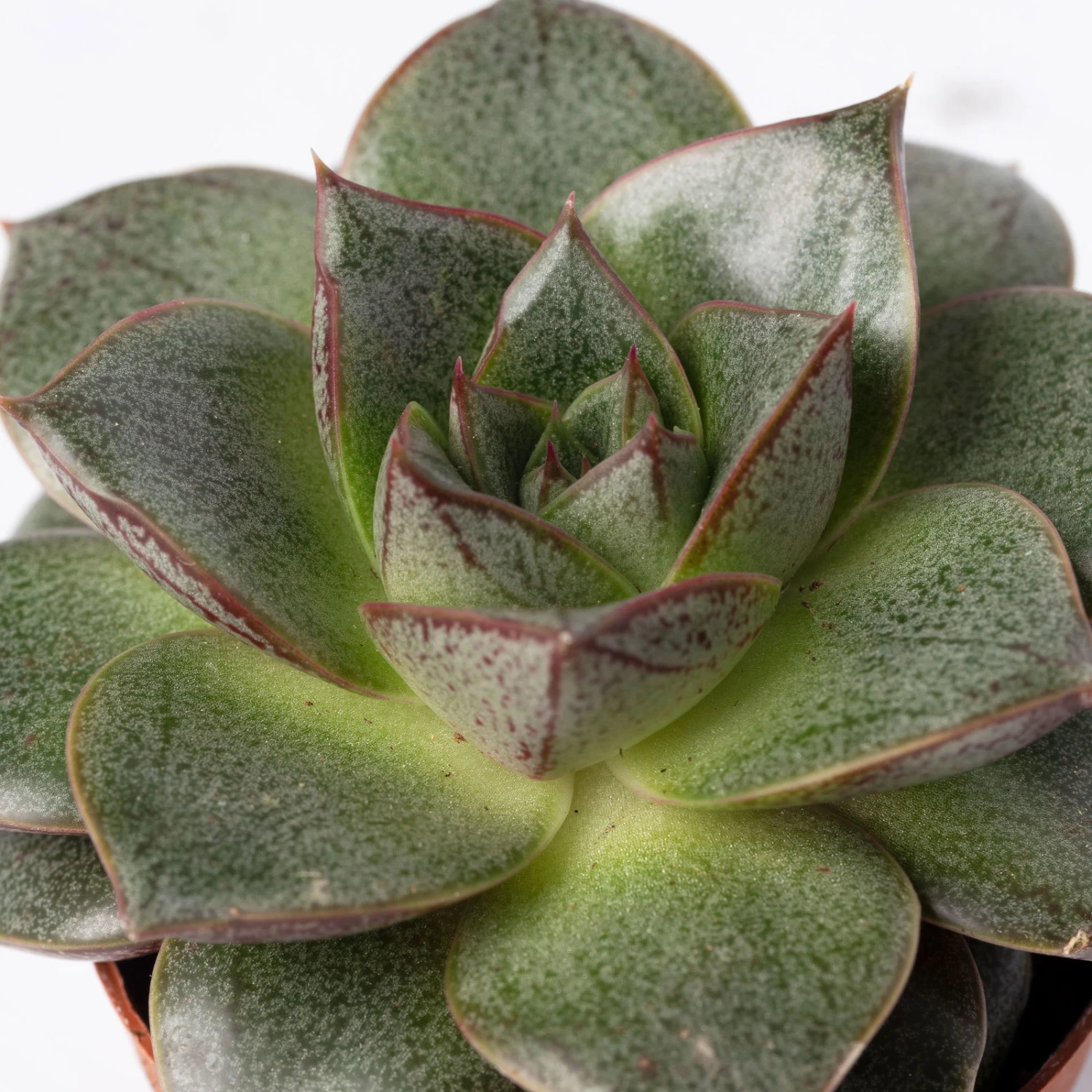 Mini-Sukkulenten Im Dekotopf 'Scandic Terracotta', Topf-Ø 6 Cm, 3er-Set 9 Mini-Sukkulenten Im Dekotopf 'Scandic Terracotta', Topf-Ø 6 Cm, 3er-Set – Bild 9