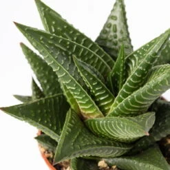 Sukkulenten Im Dekotopf 'Glazed Pink', Verschiedene Arten, Topf-Ø 6 Cm, 3er-Set 23 Sukkulenten Im Dekotopf 'Glazed Pink', Verschiedene Arten, Topf-Ø 6 Cm, 3er-Set -Bio Pflanzen Verkauf 0225200733 Sukkulenten Set in Topf Scandic terrac 3er Set 12