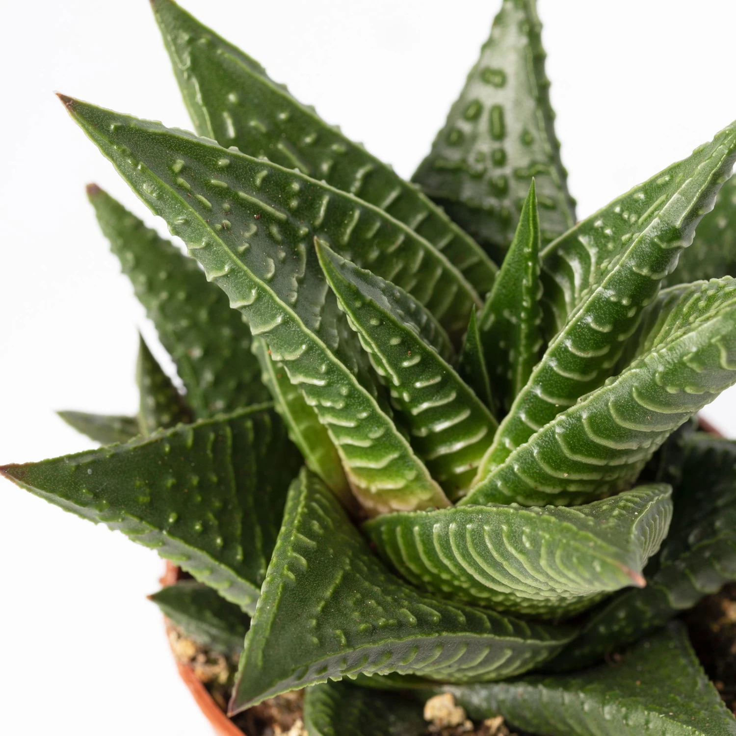 Sukkulenten Im Dekotopf 'Glazed Pink', Verschiedene Arten, Topf-Ø 6 Cm, 3er-Set 10 Sukkulenten Im Dekotopf 'Glazed Pink', Verschiedene Arten, Topf-Ø 6 Cm, 3er-Set – Bild 10