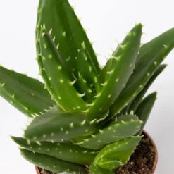 Sukkulenten Im Dekotopf 'Glazed Pink', Verschiedene Arten, Topf-Ø 6 Cm, 3er-Set 25 Sukkulenten Im Dekotopf 'Glazed Pink', Verschiedene Arten, Topf-Ø 6 Cm, 3er-Set -Bio Pflanzen Verkauf 0225200733 Sukkulenten Set in Topf Scandic terrac 3er Set 13