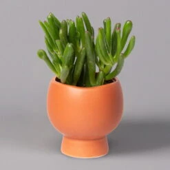 Mini-Sukkulenten Im Dekotopf 'Scandic Terracotta', Topf-Ø 6 Cm, 3er-Set 20 Mini-Sukkulenten Im Dekotopf 'Scandic Terracotta', Topf-Ø 6 Cm, 3er-Set -Bio Pflanzen Verkauf 0225200733 Sukkulenten Set in Topf Scandic terrac 3er Set 2