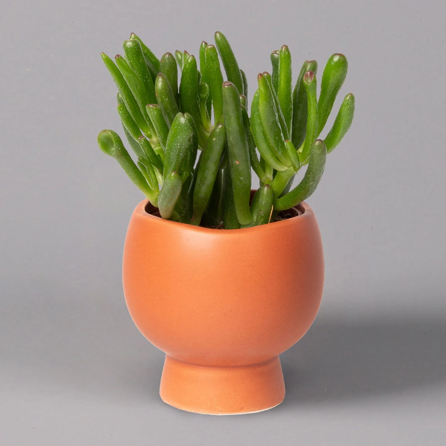 Mini-Sukkulenten Im Dekotopf 'Scandic Terracotta', Topf-Ø 6 Cm, 3er-Set 6 Mini-Sukkulenten Im Dekotopf 'Scandic Terracotta', Topf-Ø 6 Cm, 3er-Set – Bild 6