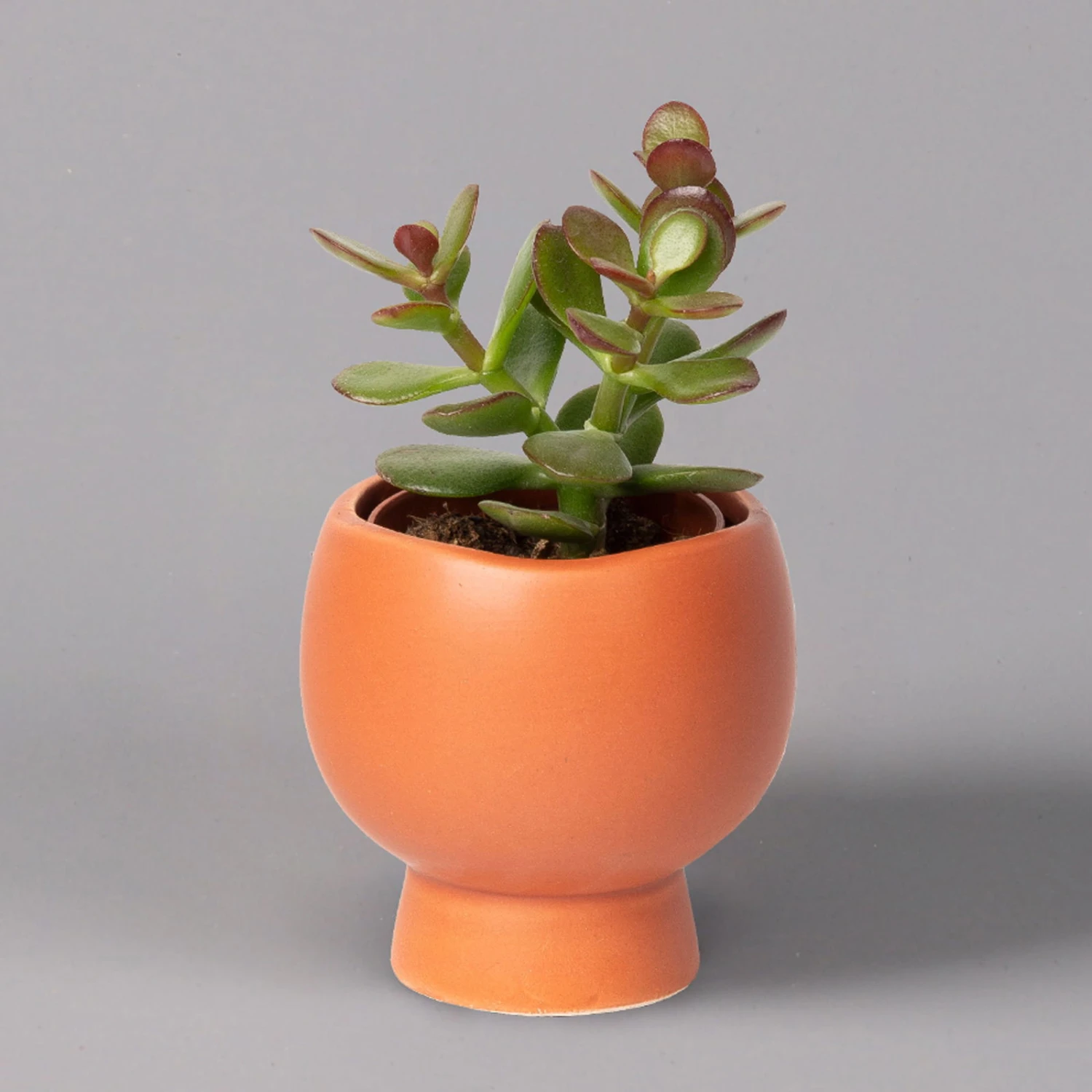 Mini-Sukkulenten Im Dekotopf 'Scandic Terracotta', Topf-Ø 6 Cm, 3er-Set 4 Mini-Sukkulenten Im Dekotopf 'Scandic Terracotta', Topf-Ø 6 Cm, 3er-Set – Bild 4