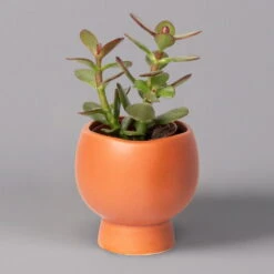 Mini-Sukkulenten Im Dekotopf 'Scandic Terracotta', Topf-Ø 6 Cm, 3er-Set 17 Mini-Sukkulenten Im Dekotopf 'Scandic Terracotta', Topf-Ø 6 Cm, 3er-Set -Bio Pflanzen Verkauf 0225200733 Sukkulenten Set in Topf Scandic terrac 3er Set 4