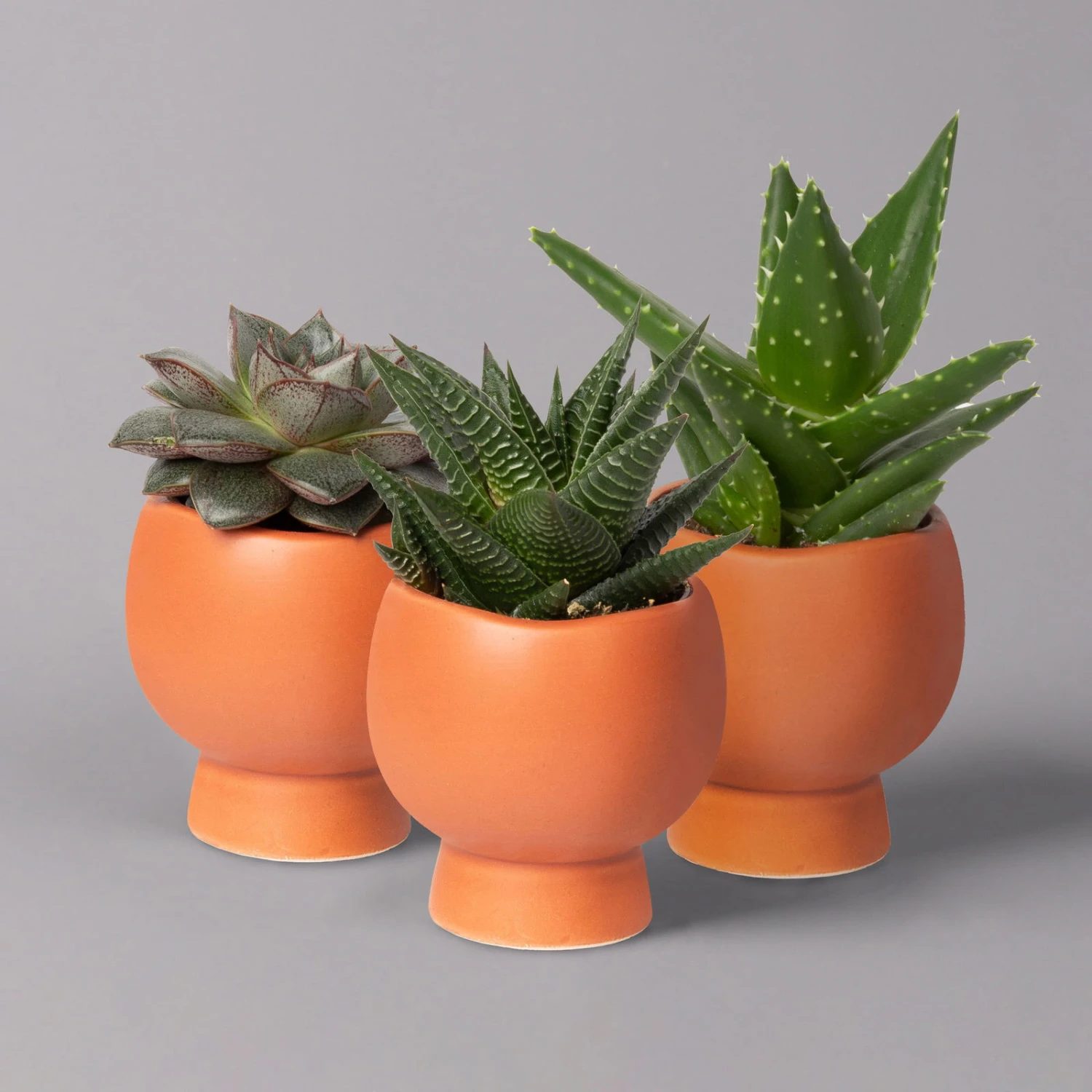 Mini-Sukkulenten Im Dekotopf 'Scandic Terracotta', Topf-Ø 6 Cm, 3er-Set 2 Mini-Sukkulenten Im Dekotopf 'Scandic Terracotta', Topf-Ø 6 Cm, 3er-Set – Bild 2