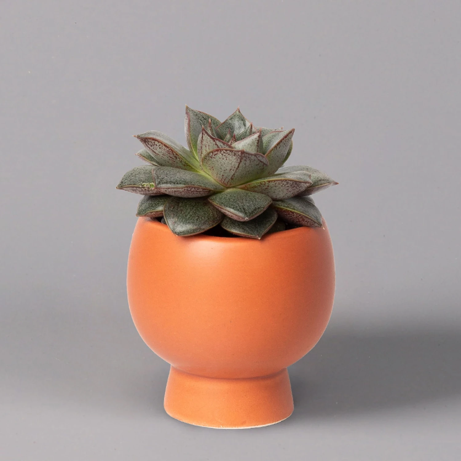 Mini-Sukkulenten Im Dekotopf 'Scandic Terracotta', Topf-Ø 6 Cm, 3er-Set 8 Mini-Sukkulenten Im Dekotopf 'Scandic Terracotta', Topf-Ø 6 Cm, 3er-Set – Bild 8