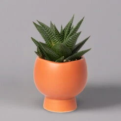 Mini-Sukkulenten Im Dekotopf 'Scandic Terracotta', Topf-Ø 6 Cm, 3er-Set 24 Mini-Sukkulenten Im Dekotopf 'Scandic Terracotta', Topf-Ø 6 Cm, 3er-Set -Bio Pflanzen Verkauf 0225200733 Sukkulenten Set in Topf Scandic terrac 3er Set 7