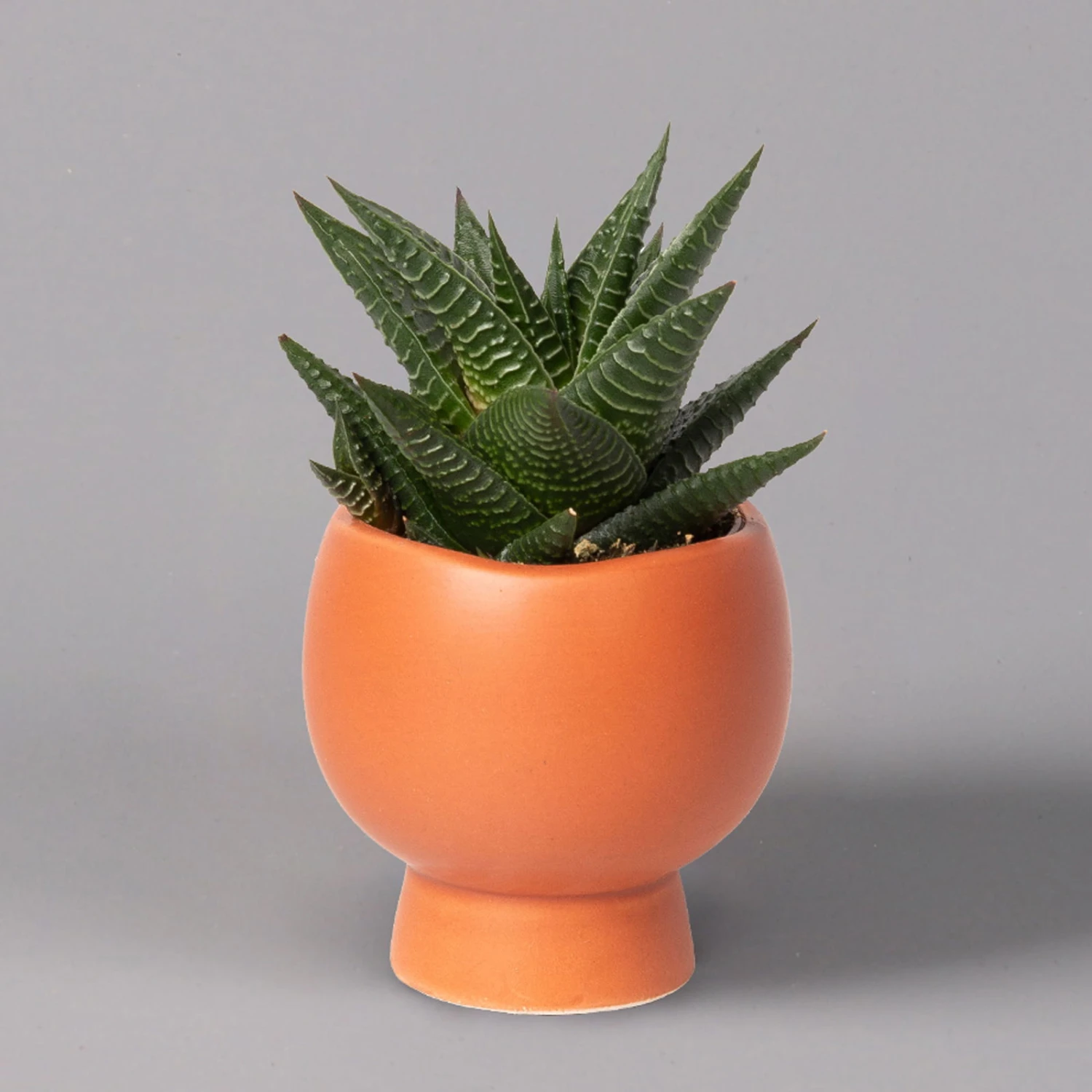 Mini-Sukkulenten Im Dekotopf 'Scandic Terracotta', Topf-Ø 6 Cm, 3er-Set 10 Mini-Sukkulenten Im Dekotopf 'Scandic Terracotta', Topf-Ø 6 Cm, 3er-Set – Bild 10