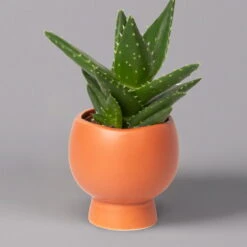 Mini-Sukkulenten Im Dekotopf 'Scandic Terracotta', Topf-Ø 6 Cm, 3er-Set 26 Mini-Sukkulenten Im Dekotopf 'Scandic Terracotta', Topf-Ø 6 Cm, 3er-Set -Bio Pflanzen Verkauf 0225200733 Sukkulenten Set in Topf Scandic terrac 3er Set 8