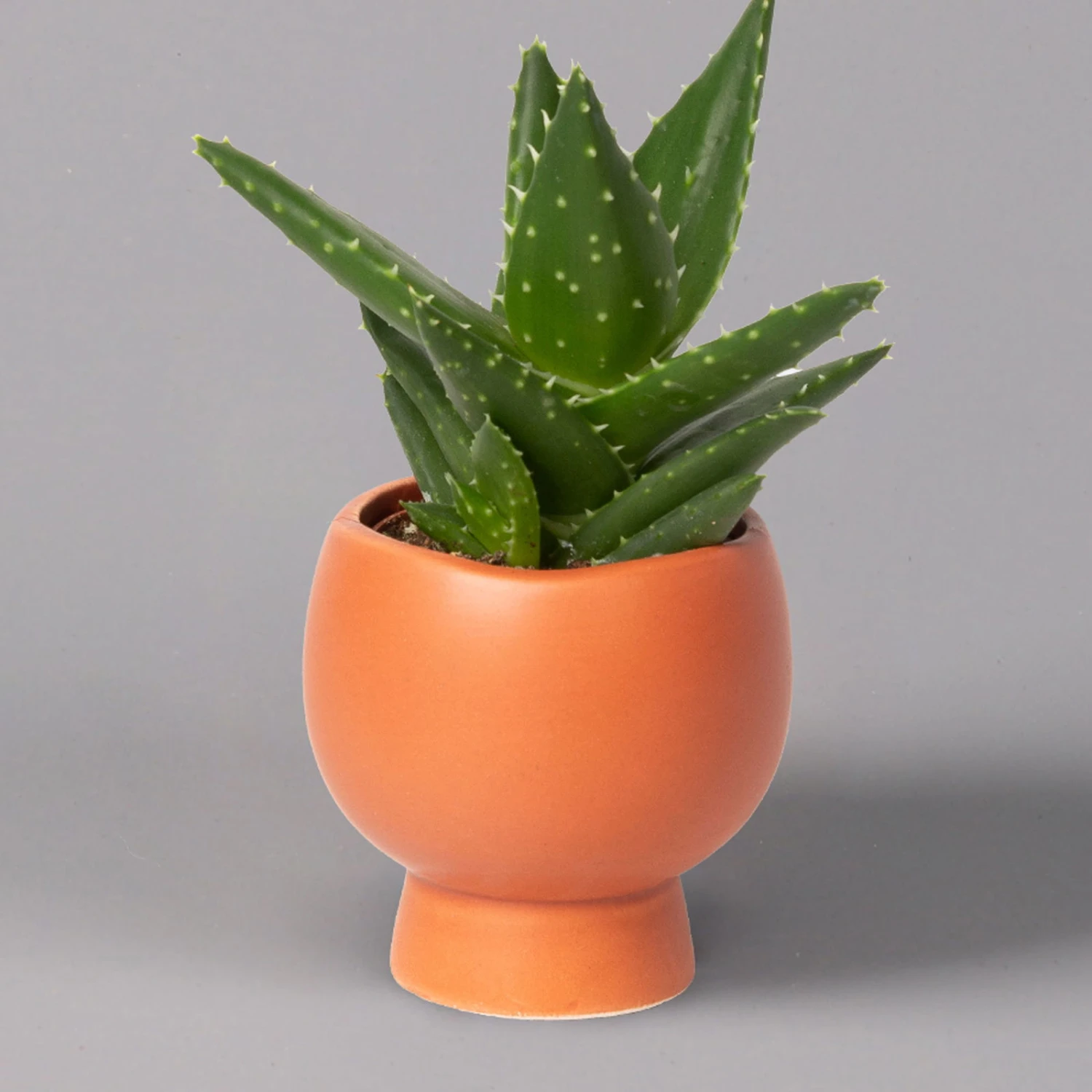 Mini-Sukkulenten Im Dekotopf 'Scandic Terracotta', Topf-Ø 6 Cm, 3er-Set 12 Mini-Sukkulenten Im Dekotopf 'Scandic Terracotta', Topf-Ø 6 Cm, 3er-Set – Bild 12