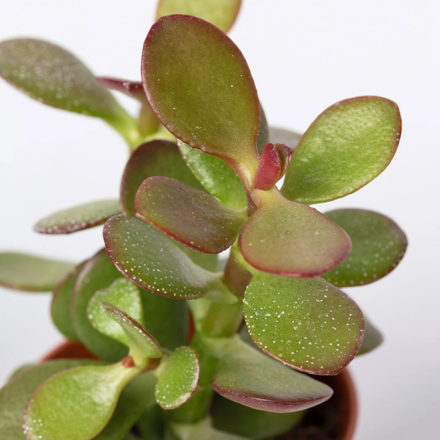 Sukkulenten Im Dekotopf 'Glazed Pink', Verschiedene Arten, Topf-Ø 6 Cm, 3er-Set 4 Sukkulenten Im Dekotopf 'Glazed Pink', Verschiedene Arten, Topf-Ø 6 Cm, 3er-Set – Bild 4