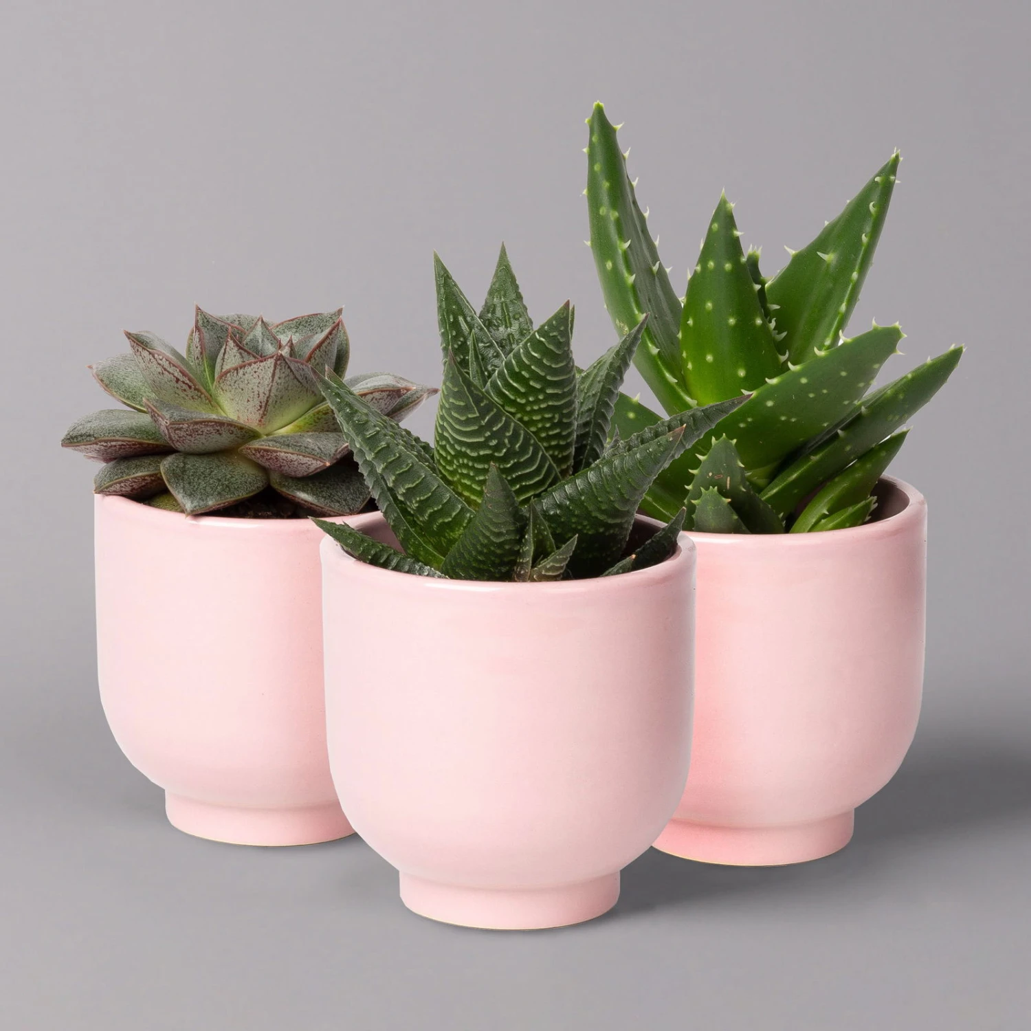 Sukkulenten Im Dekotopf 'Glazed Pink', Verschiedene Arten, Topf-Ø 6 Cm, 3er-Set 2 Sukkulenten Im Dekotopf 'Glazed Pink', Verschiedene Arten, Topf-Ø 6 Cm, 3er-Set – Bild 2