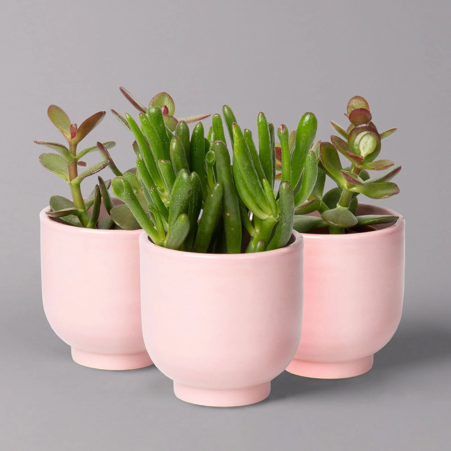 Sukkulenten Im Dekotopf 'Glazed Pink', Verschiedene Arten, Topf-Ø 6 Cm, 3er-Set 1 Sukkulenten Im Dekotopf 'Glazed Pink', Verschiedene Arten, Topf-Ø 6 Cm, 3er-Set